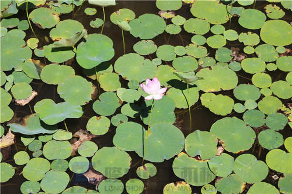 “荷風送香氣，竹露滴清響”洛陽隆中重工2019年度員工旅游活動--登封大熊山仙人谷一日游